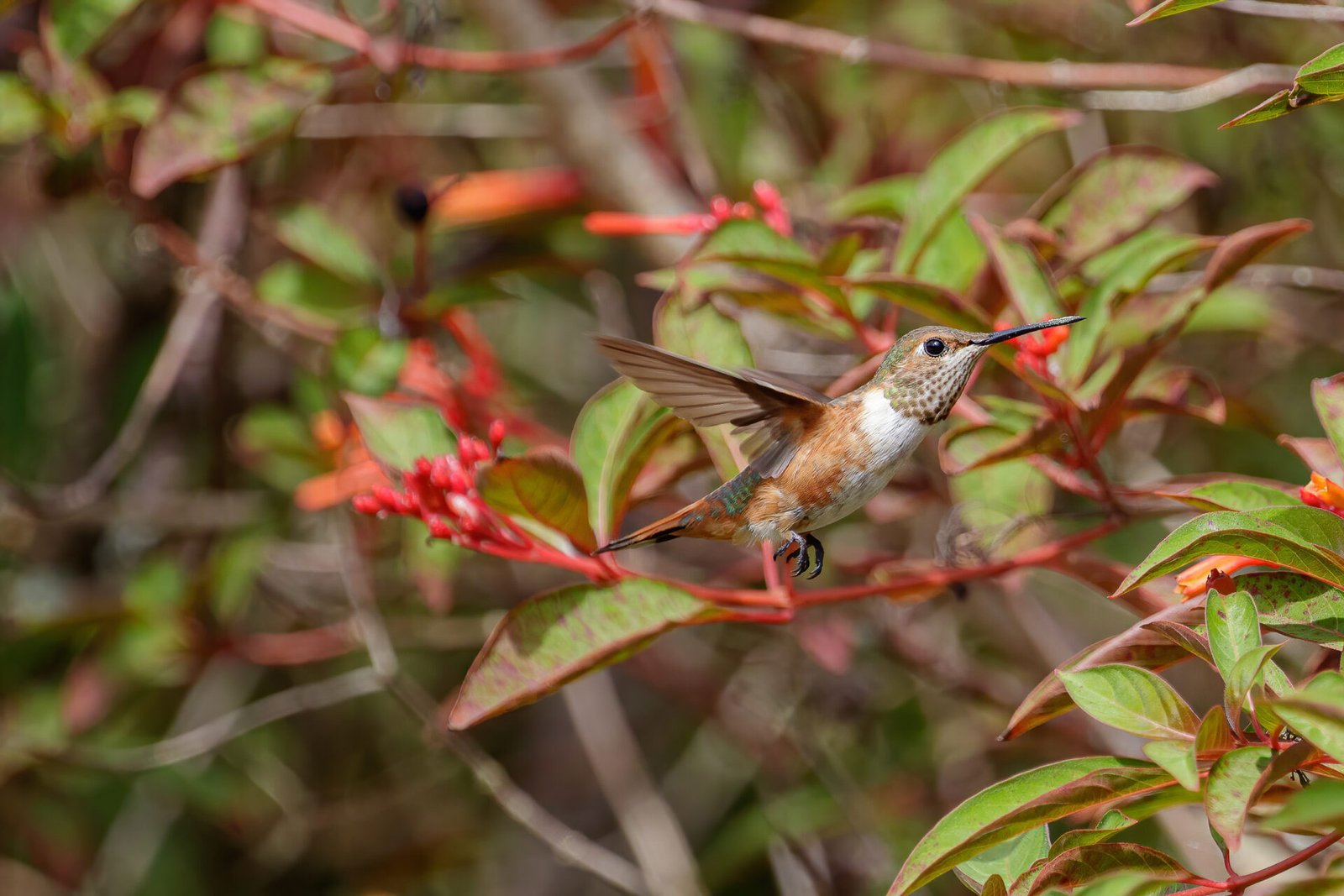 Rufous Hummingbird On Firebush Wings Back