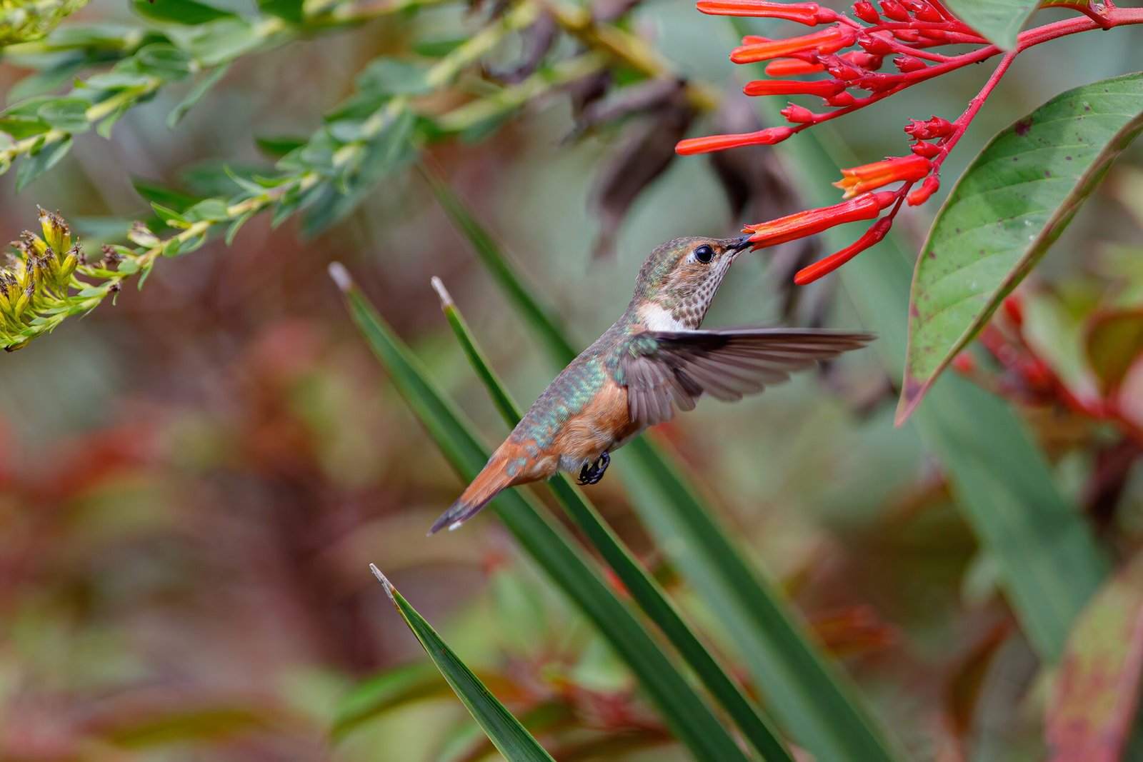 Rufous Hummingbird On Firebush Wings Down