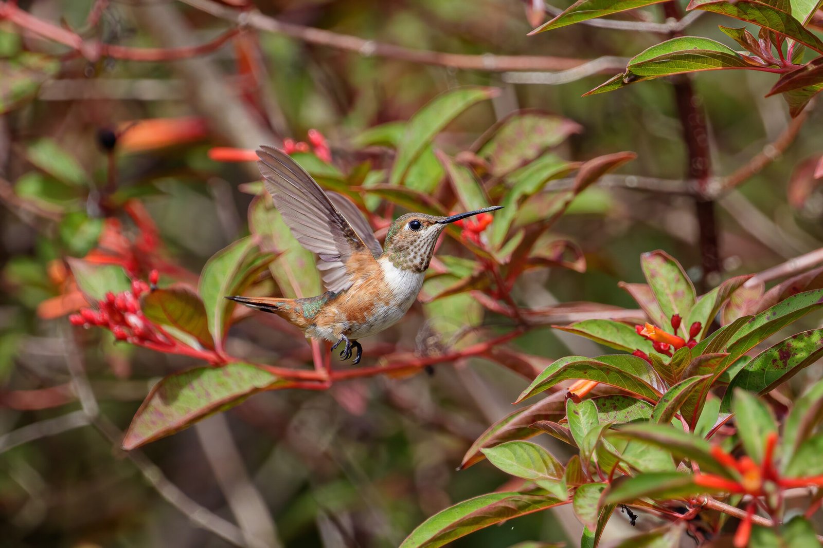 Rufous Hummingbird On Firebush Wings Up