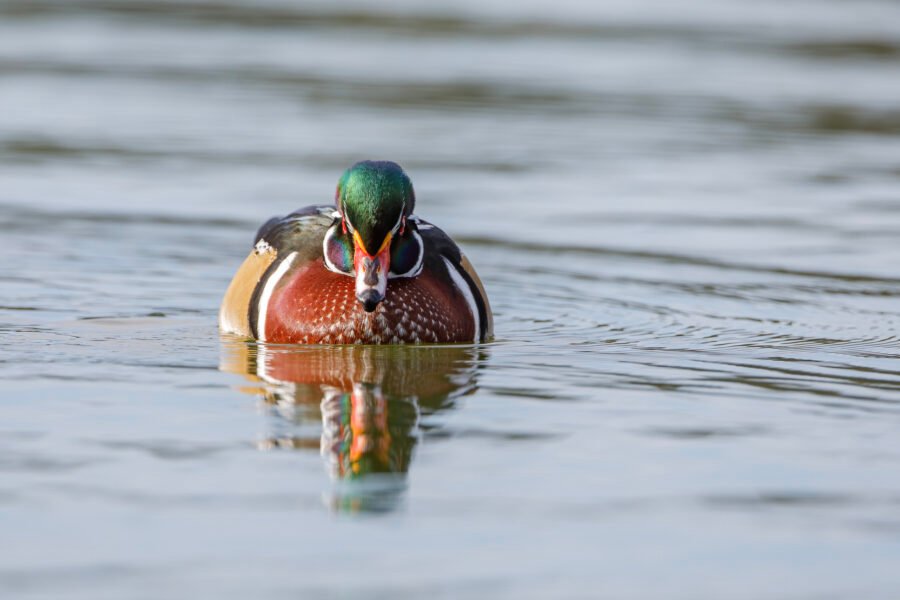 Wood Duck Drake Resting With Reflection