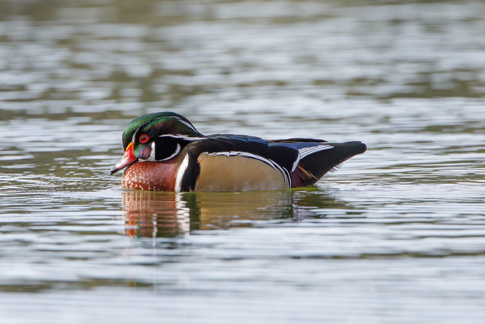 Wood Duck Male Resting On Water