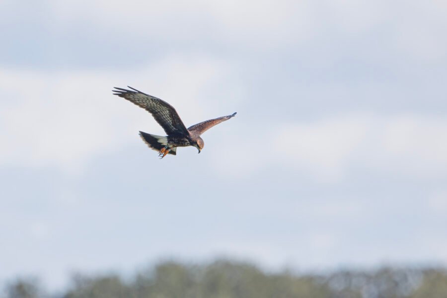 Snail Kite Female Searching For Snails