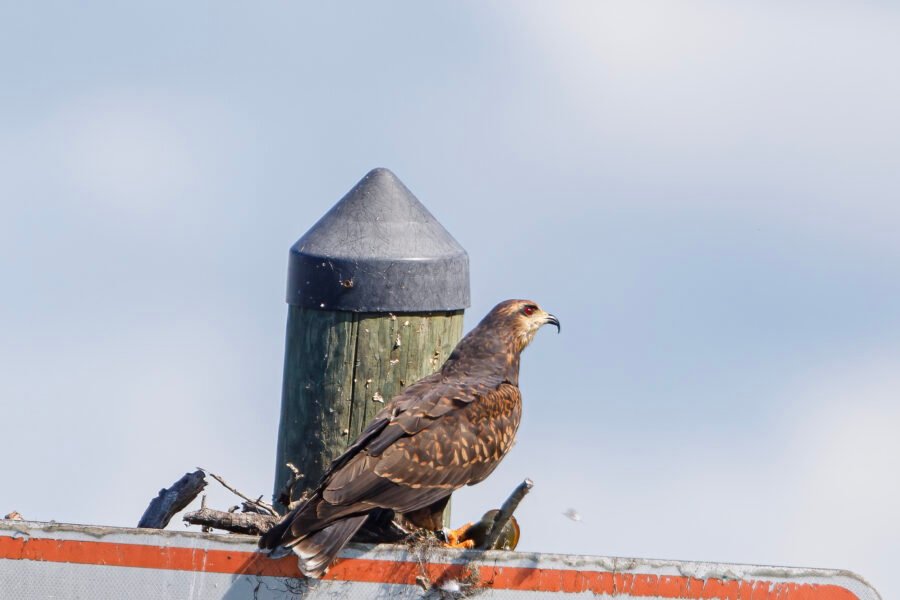 Snail Kite Female Perched On Sign