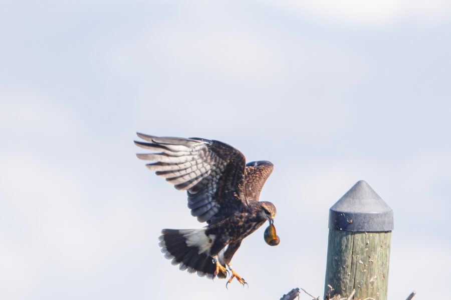 Snail Kite Female Returning With Apple Snail