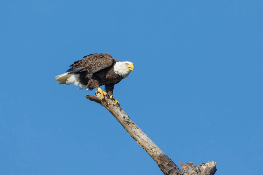 Bald Eagle Balancing On Windy Perch