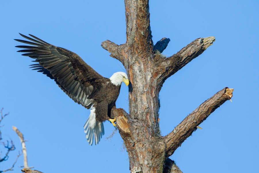 Bald Eagle Landing On Dead Pine Stub