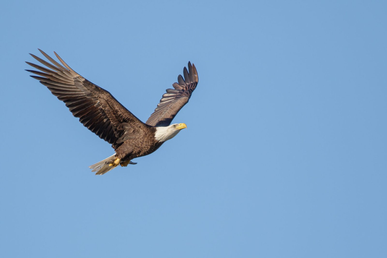 Bald Eagle Male Returning With Stick