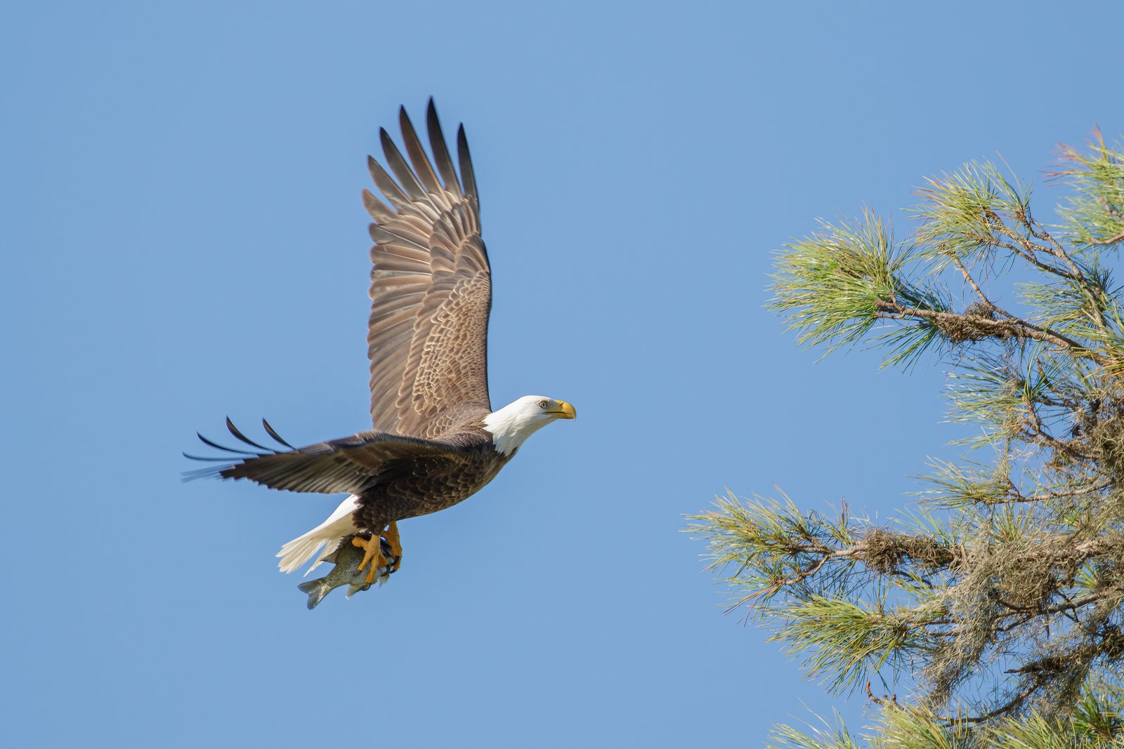 Bald Eagle With Bass For Breakfast