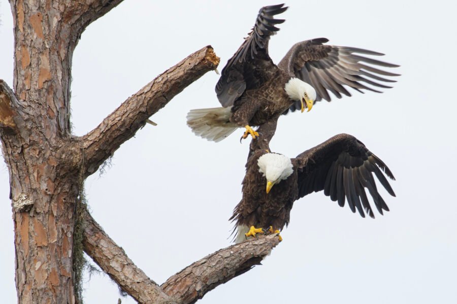 Bald Eagle Foreplay