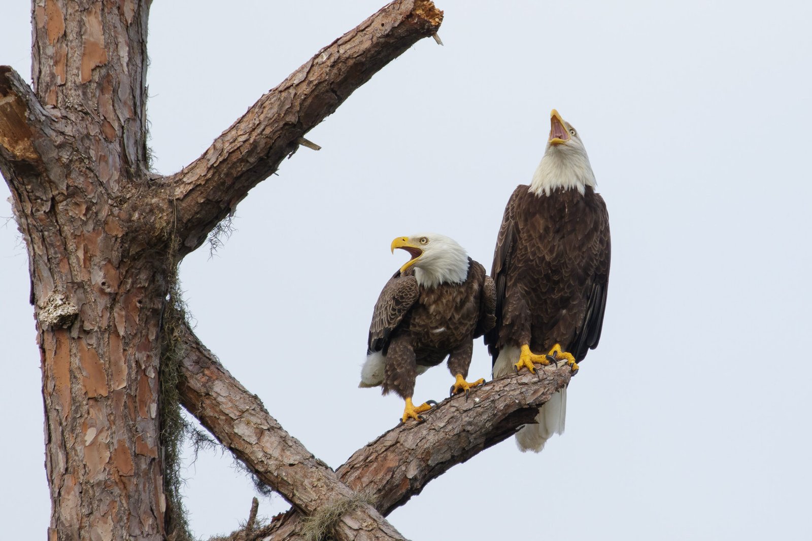 Bald Eagle Pair Getting Noisy
