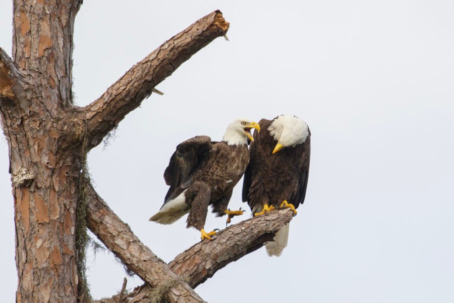 Bald Eagle Pair Talking During Foreplay