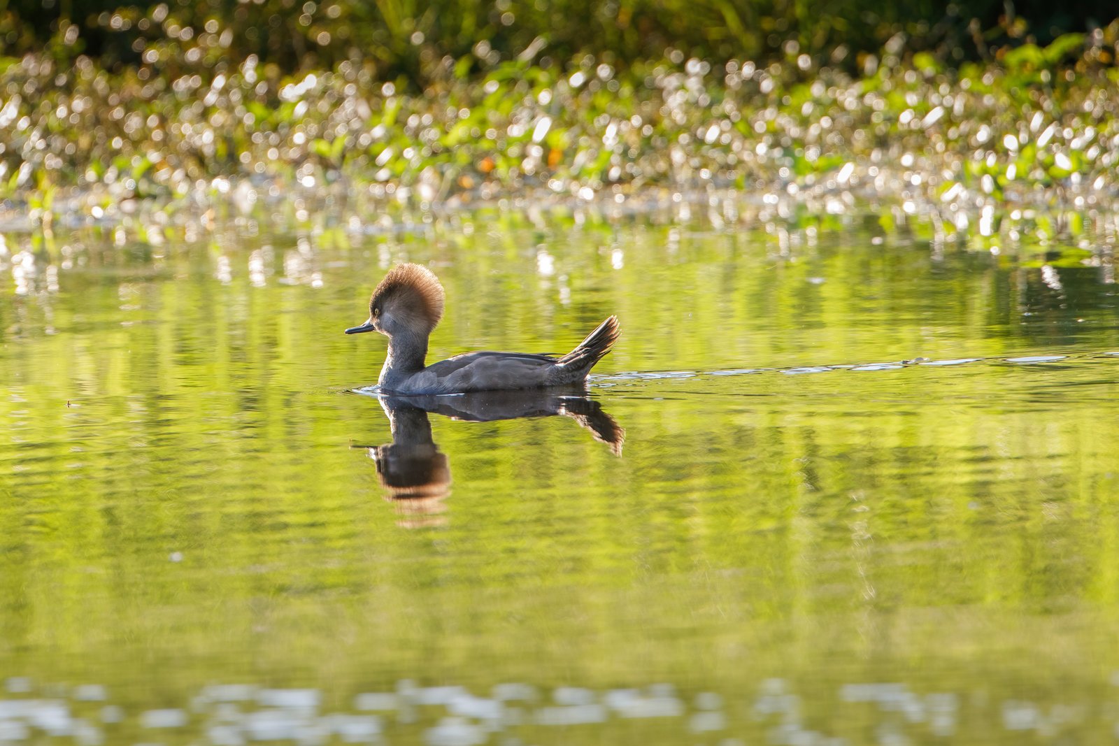 Hooded Merganser Female Backlit On Small Pond With Reflection