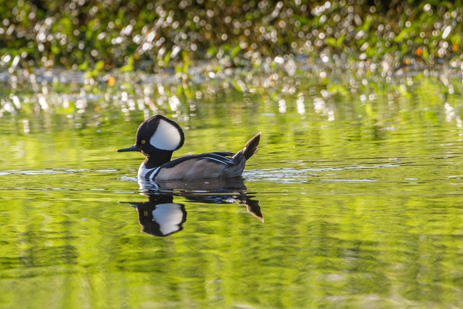 Hooded Merganser Male Backlit On Small Pond With Reflection