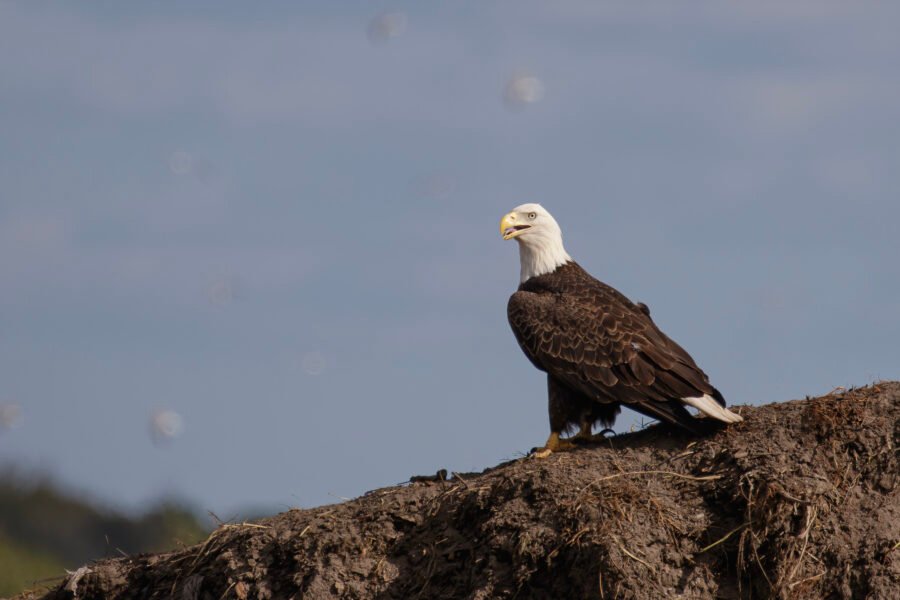 Bald Eagle Looking Around For Mate