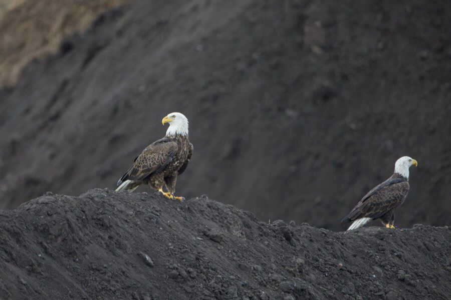 Bald Eagle Pair Sitting On Dirt Mound