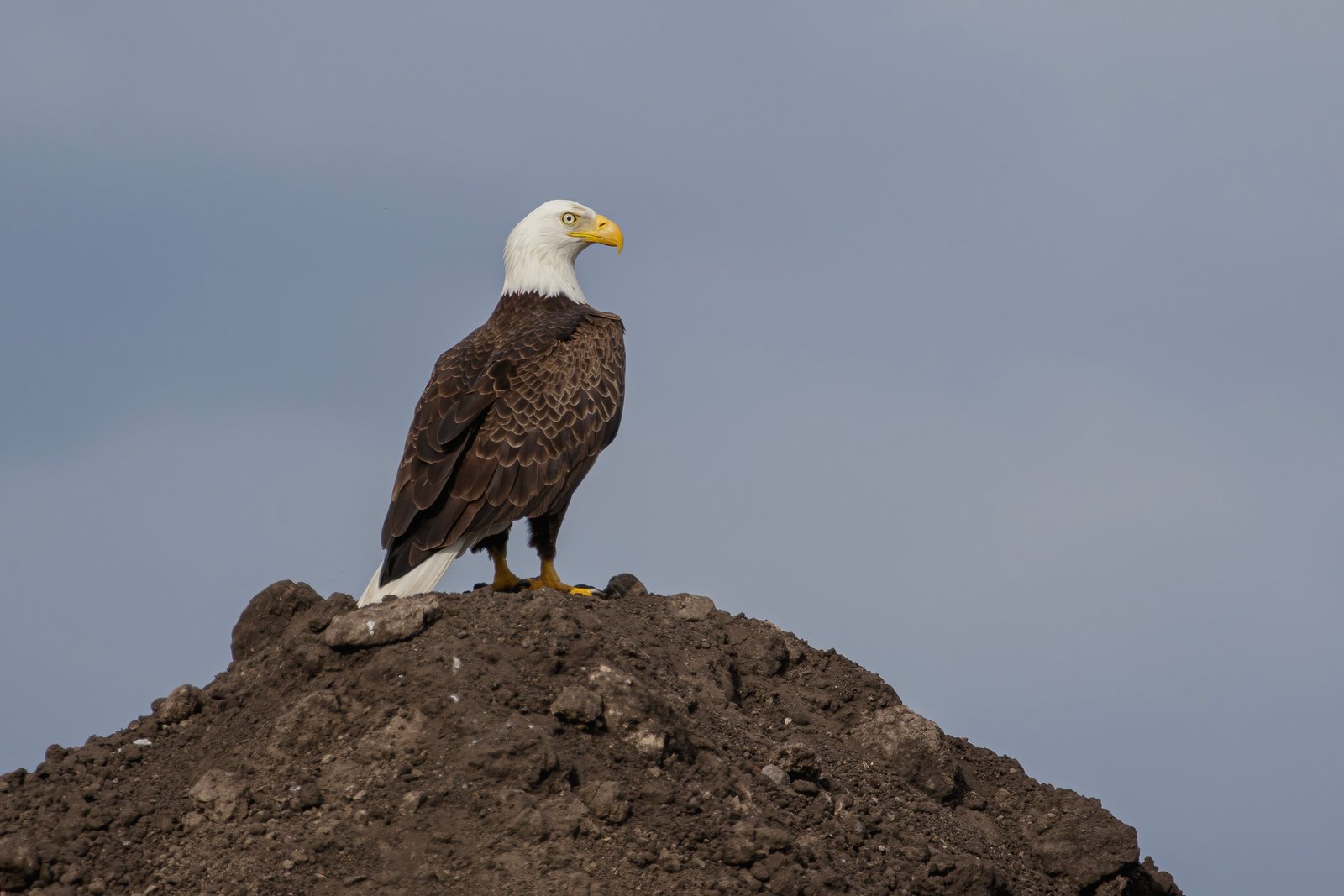 Bald Eagle Watching From Top Of Dirt Pile