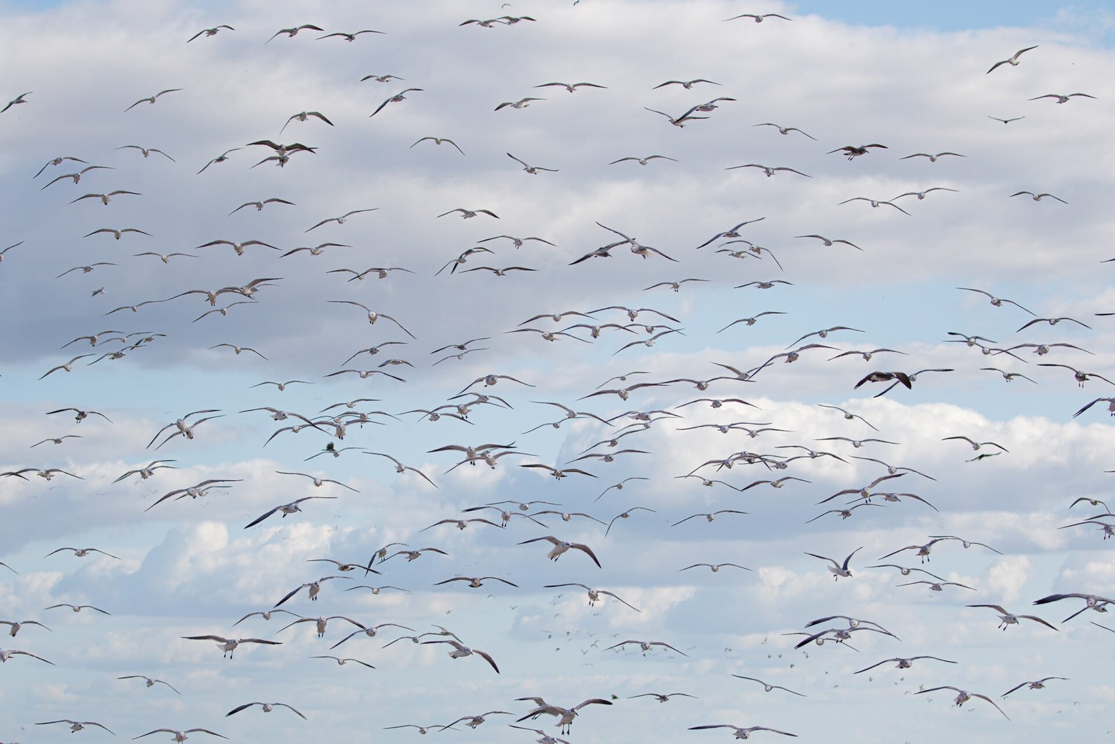 Flock Of Seagulls Coming In For Landing