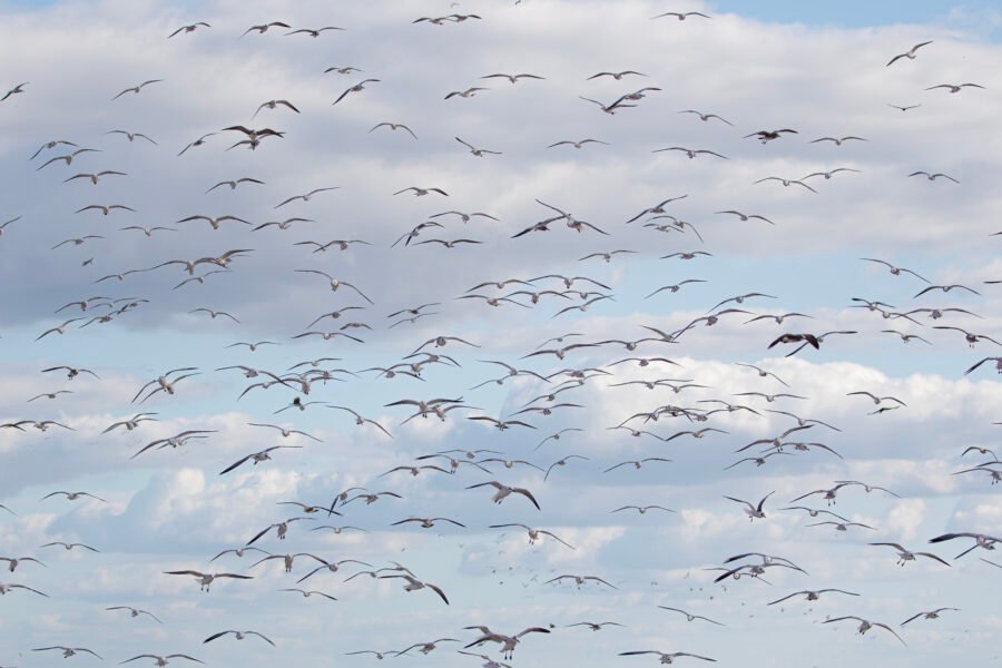 Flock Of Seagulls Coming In For Landing