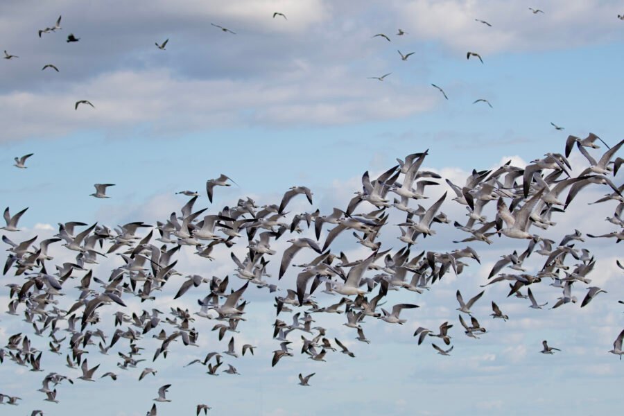 Flock Of Seagulls Flying By