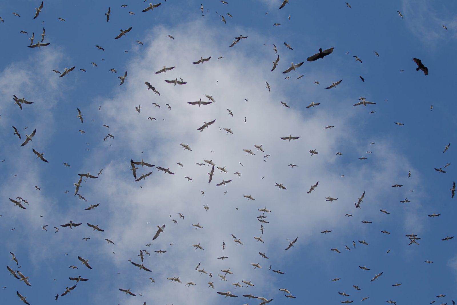 Gulls Vultures Ibises Circling On Thermals
