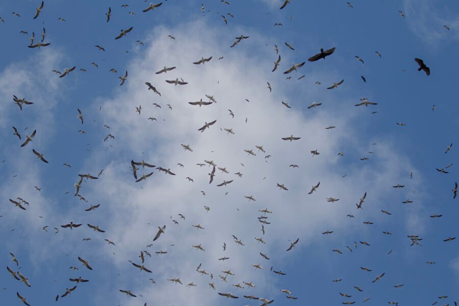 Gulls Vultures Ibises Circling On Thermals
