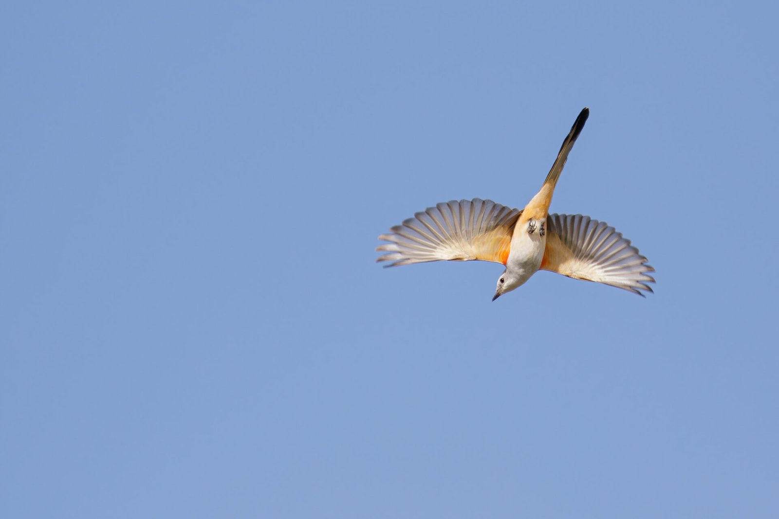 Scissor Tailed Flycatcher Diving From Perch For An Insect