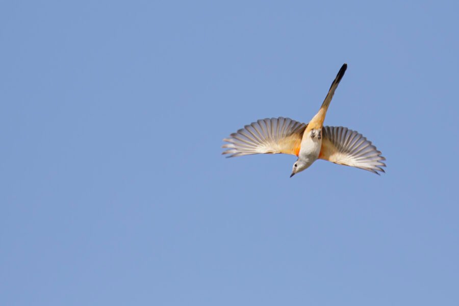 Scissor Tailed Flycatcher Diving From Perch For An Insect
