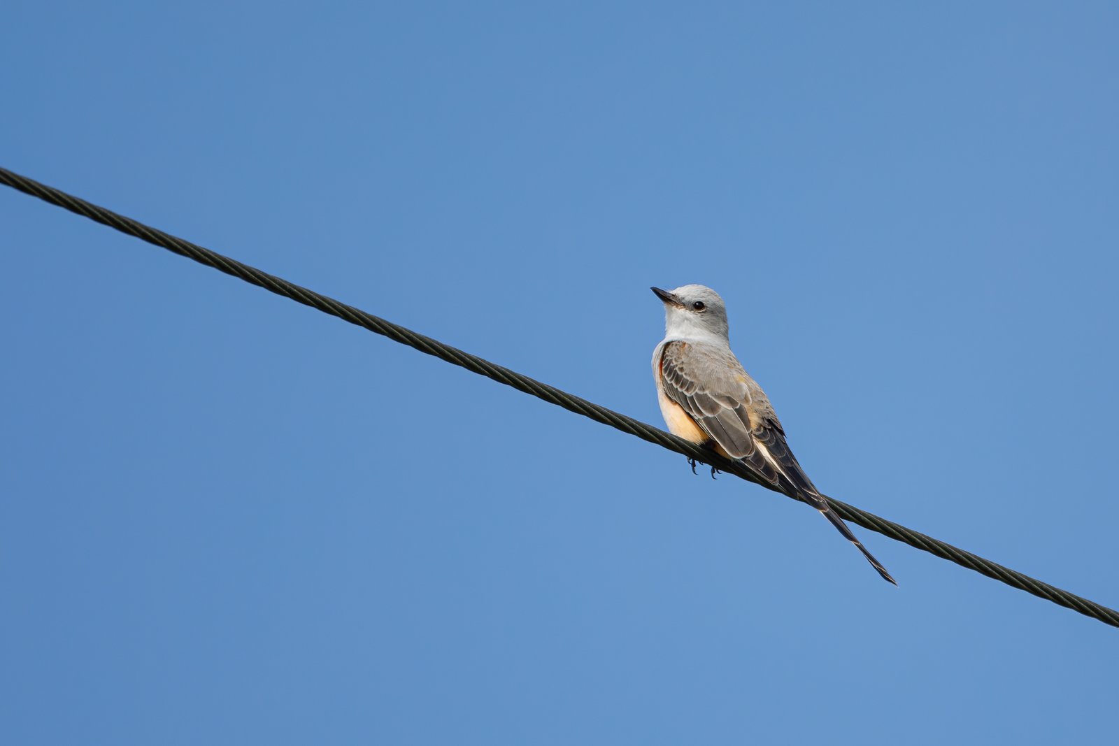 Scissor Tailed Flycatcher Perched On Wire Looking Back