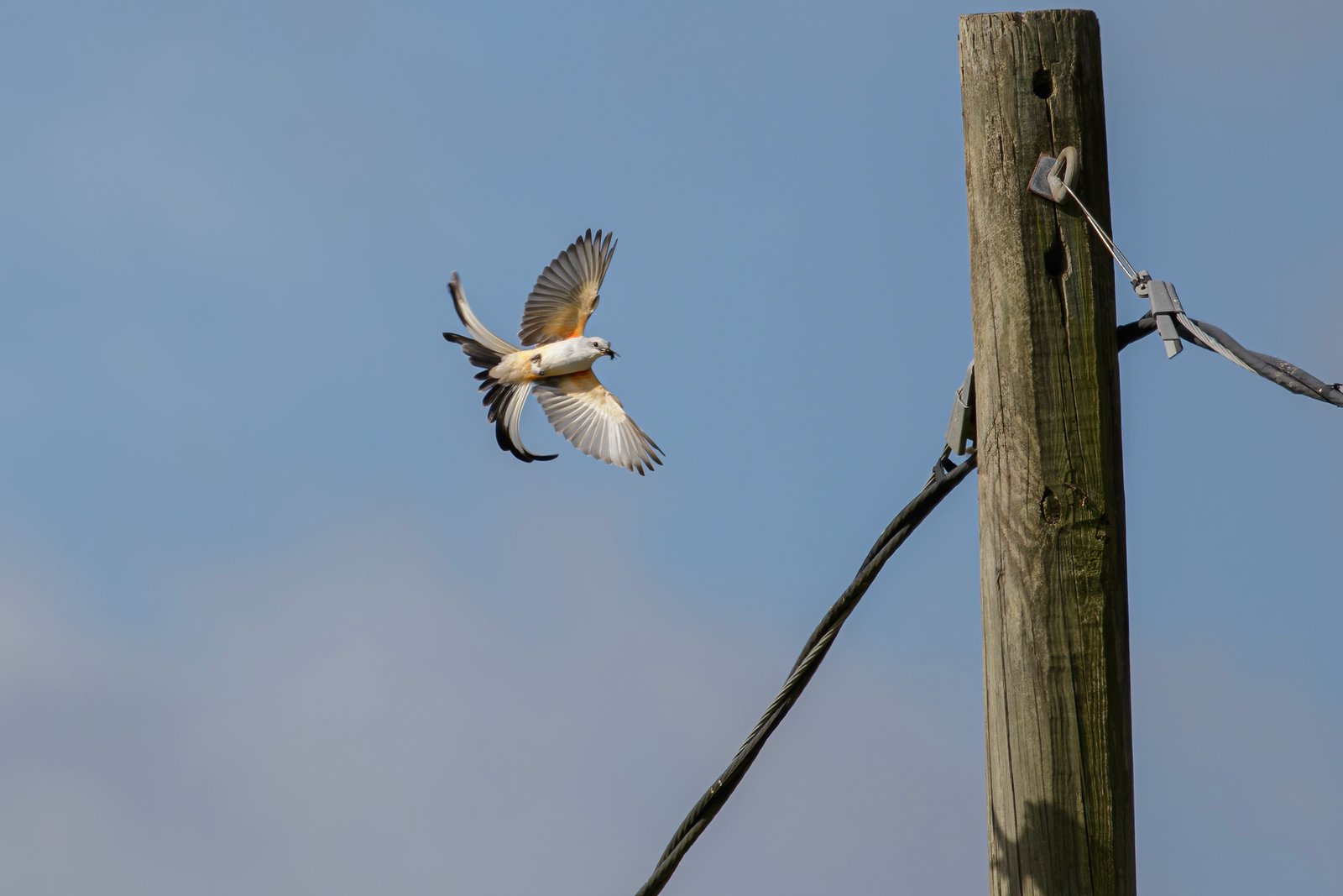 Scissor Tailed Flycatcher Returning To Perch With A Bug