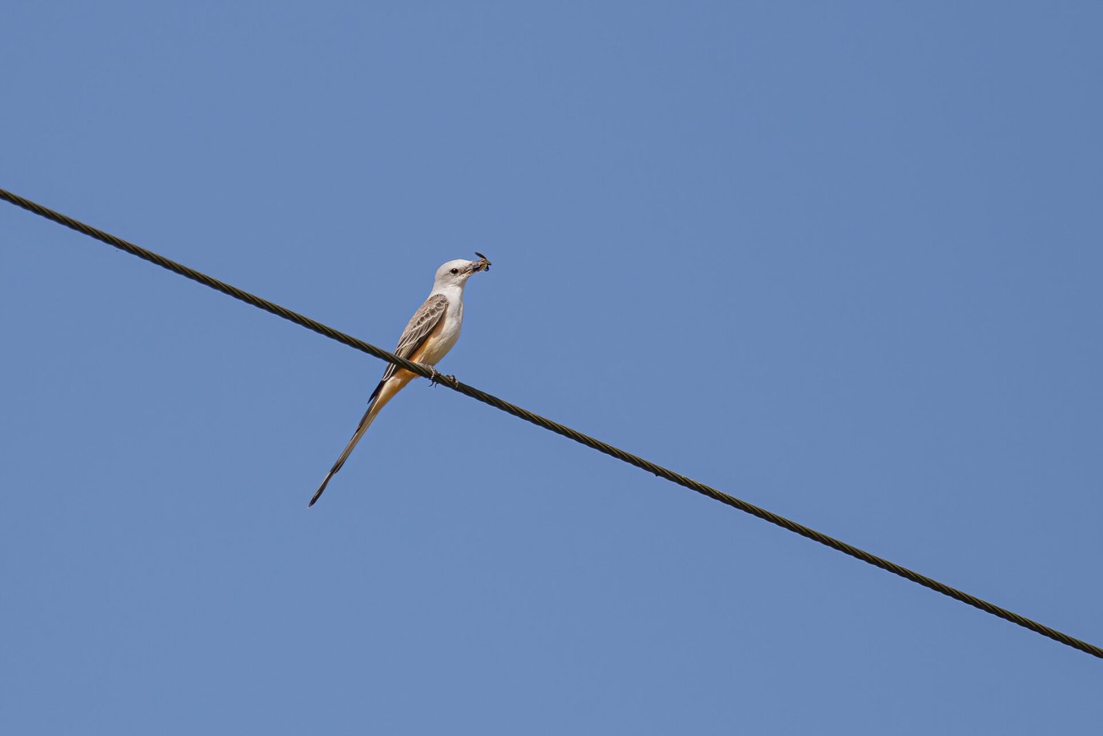 Scissor Tailed Flycatcher Sitting On Wire With Insect