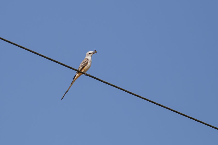 Scissor Tailed Flycatcher Sitting On Wire With Insect