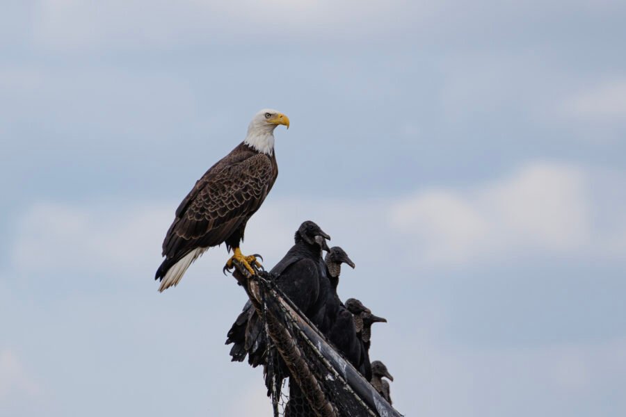 Bald Eagle Sitting With Black Vultures