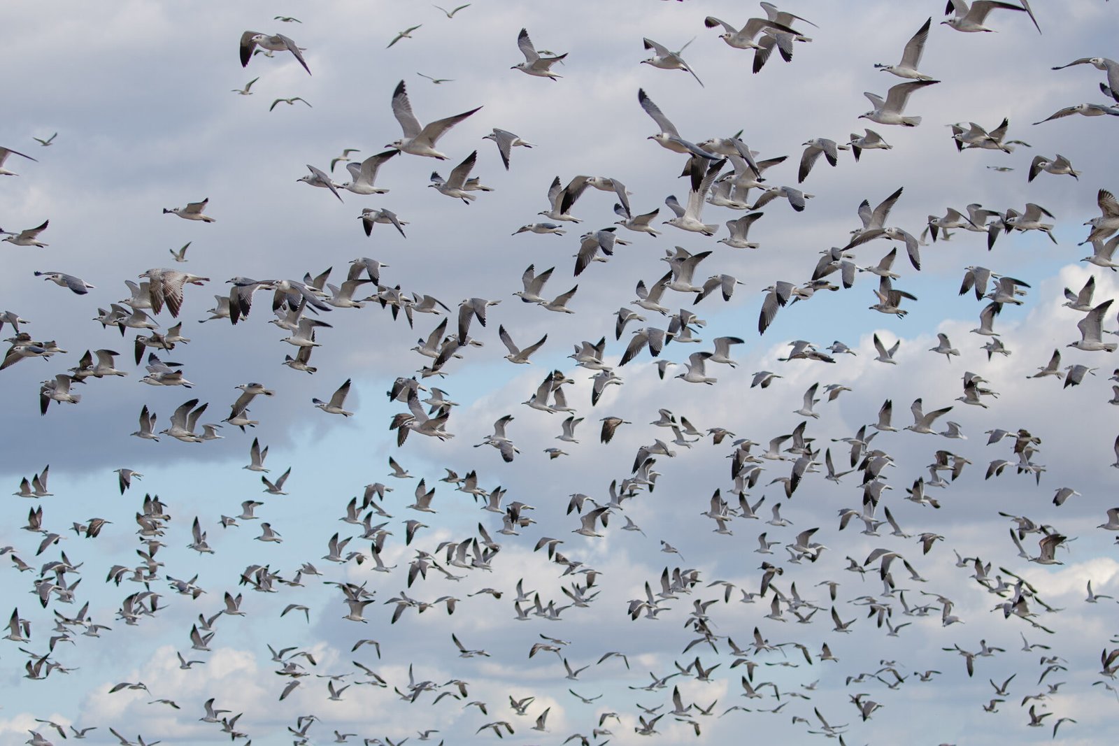 Large Flock Of Seagulls In Flight