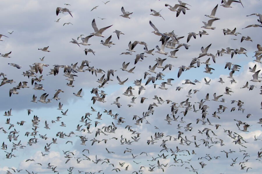 Large Flock Of Seagulls In Flight