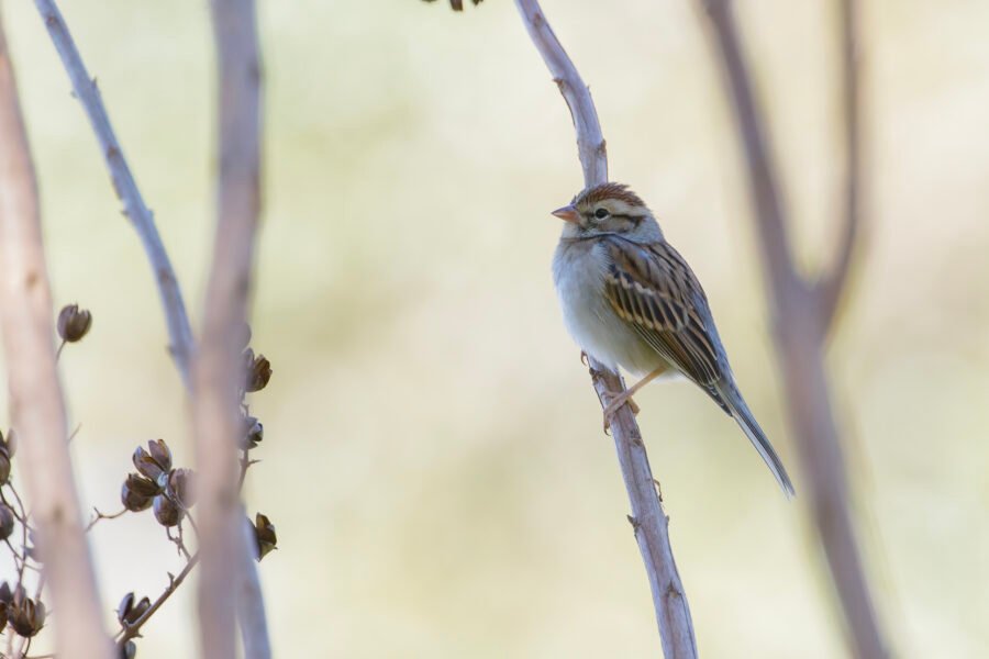 Chipping Sparrow Perched In Crepe Myrtle