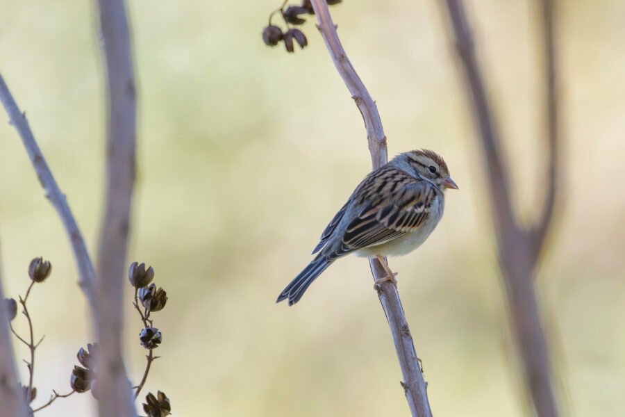 Chipping Sparrow Resting In Small Tree