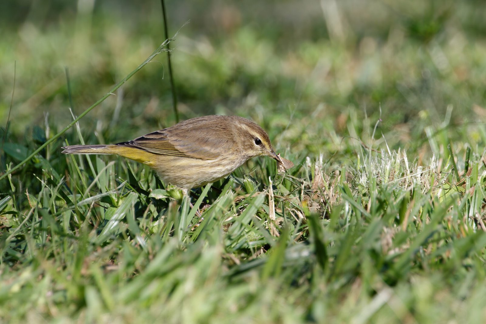 Palm Warbler Eating Small Moth
