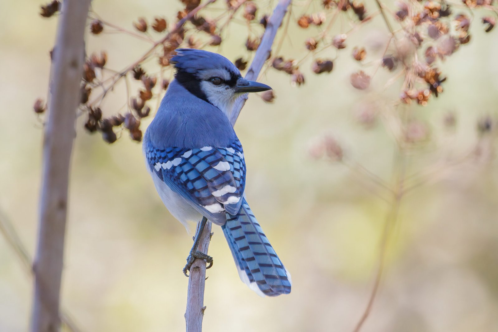 Blue Jay Looking Back From Small Tree