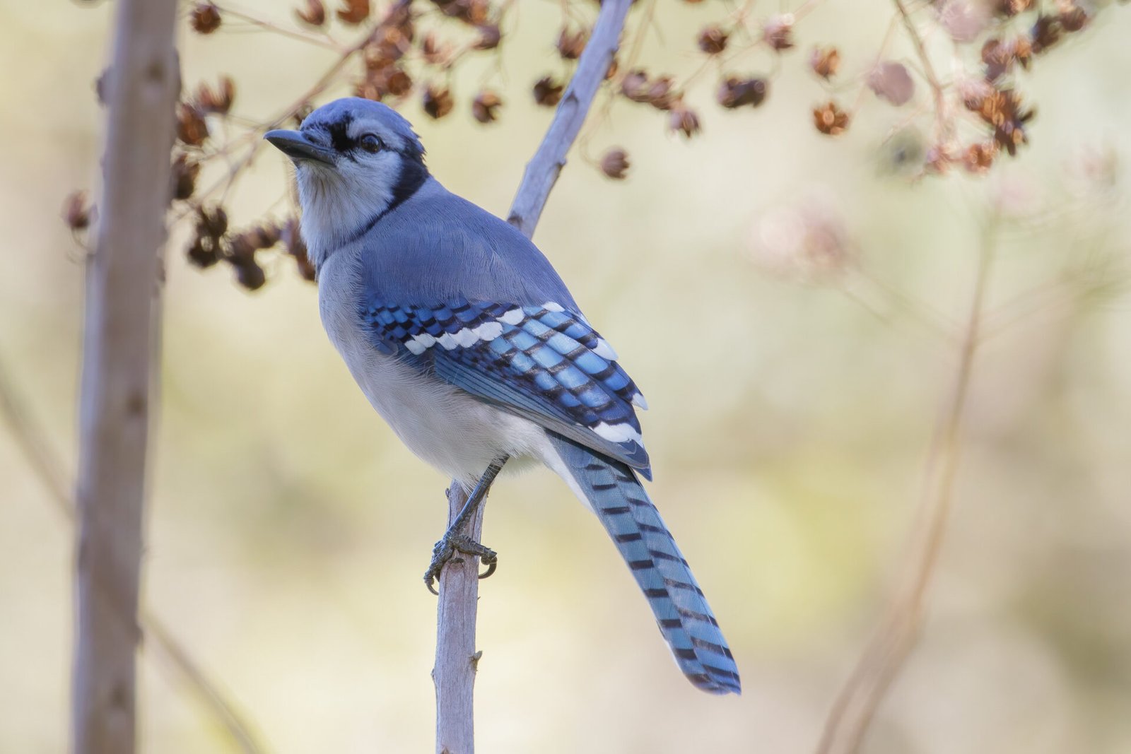 Blue Jay Perched In Crepe Myrtle
