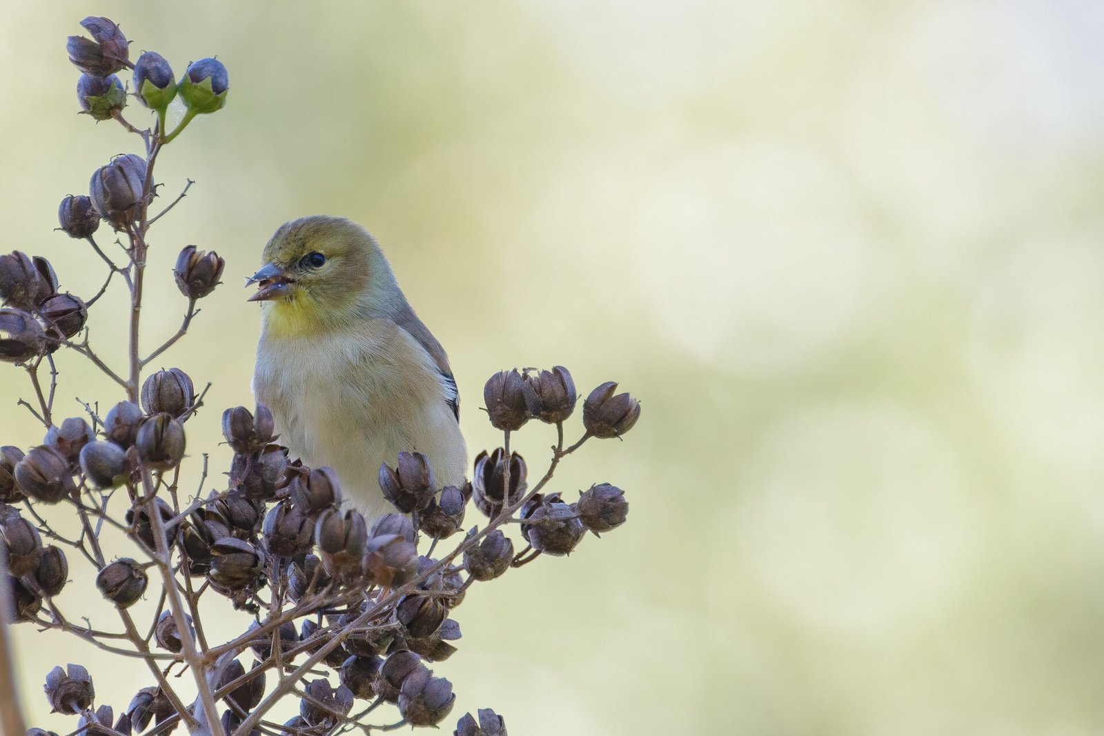 Goldfinch Eating Crepe Myrtle Seeds