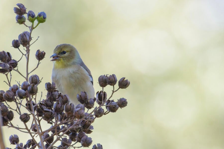 Goldfinch Eating Crepe Myrtle Seeds