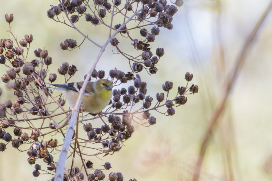 Goldfinch Hopping Around Crepe Myrtle Tree