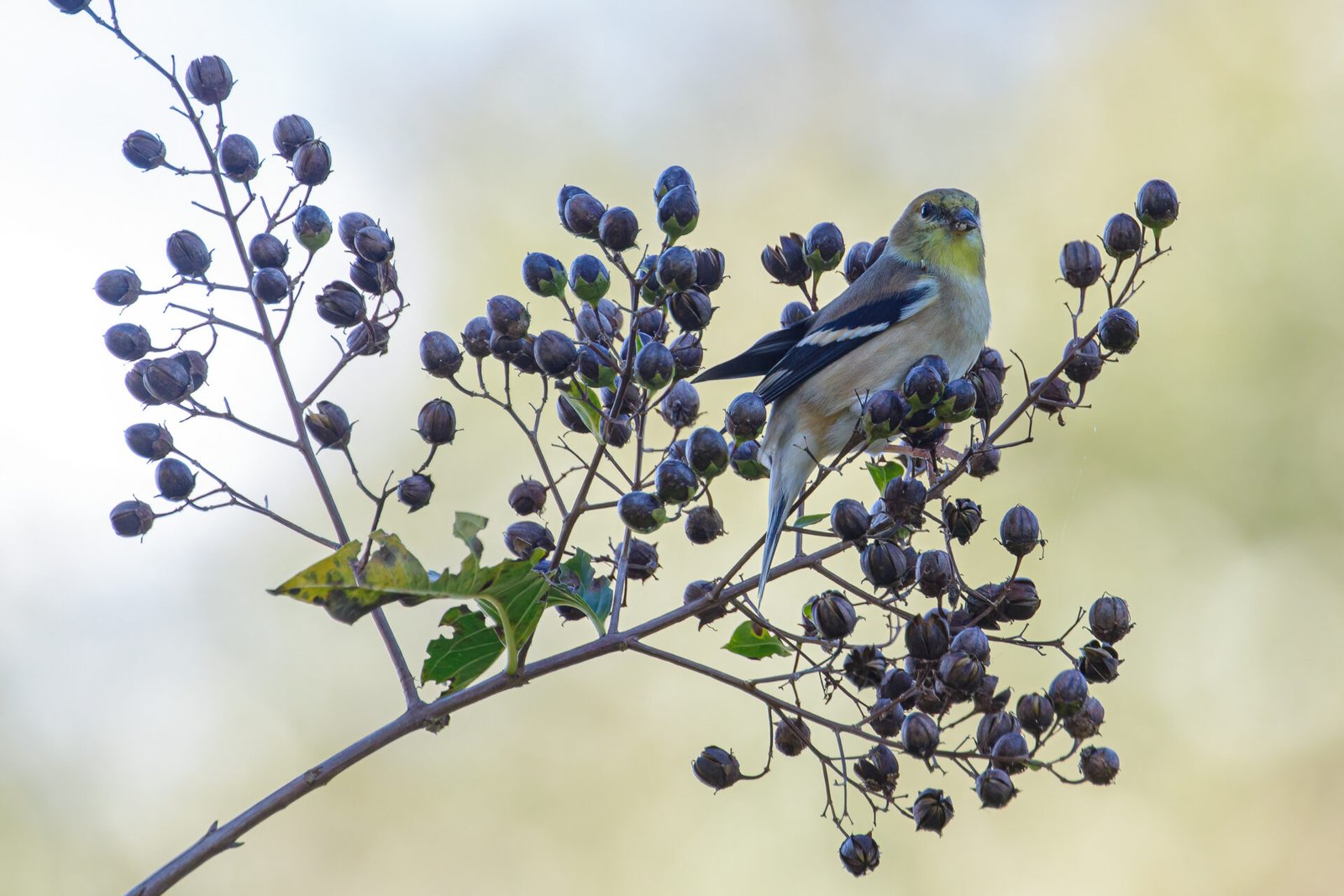 Goldfinch Sitting In Crepe Myrtle Tree