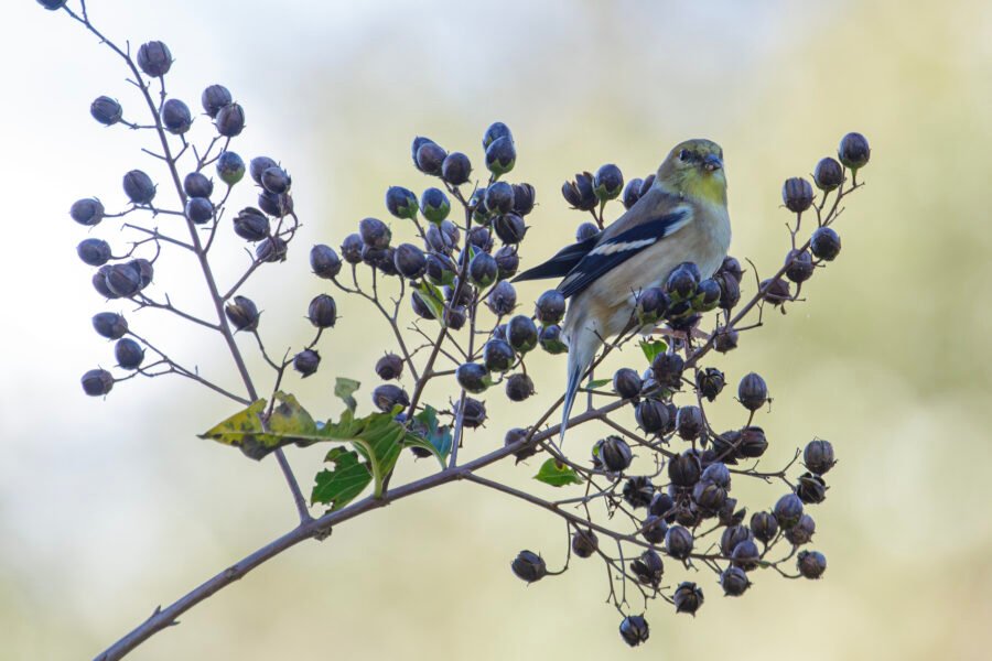 Goldfinch Sitting In Crepe Myrtle Tree