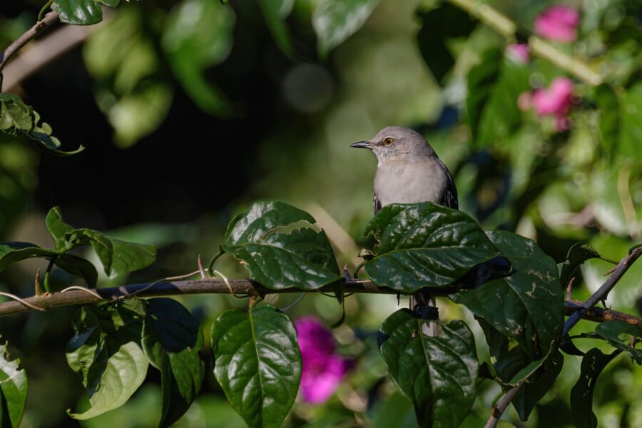 Mockingbird Sitting In Bougainvillea