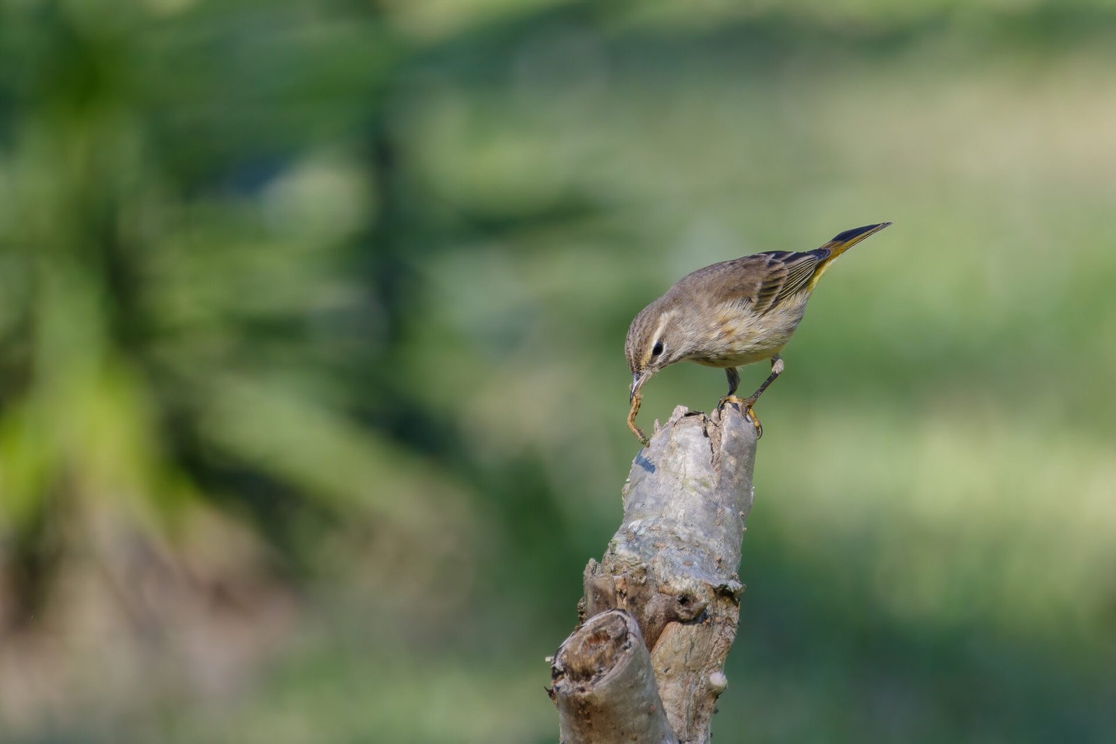 Palm Warbler Eating Small Worm