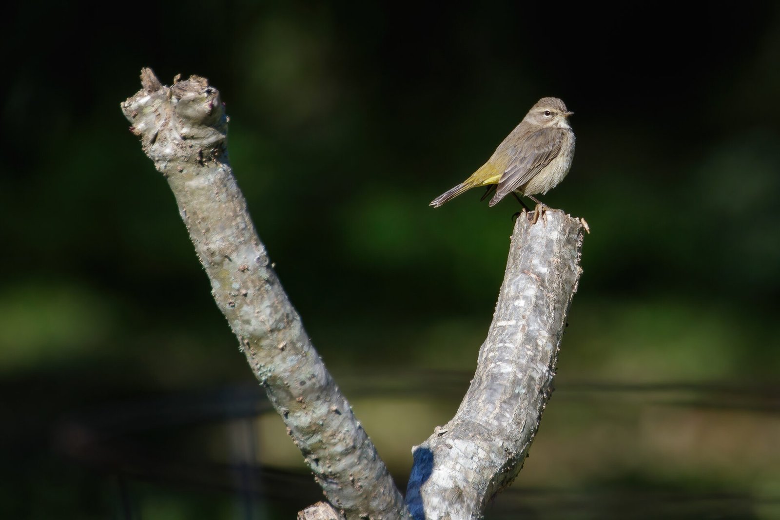 Palm Warbler Perched On End Of Branch