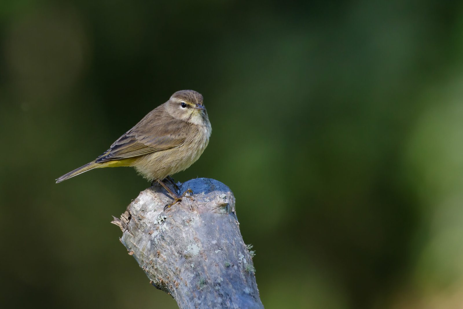 Palm Warbler Resting On Stump