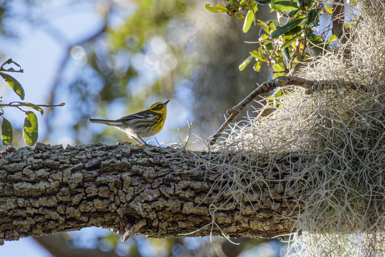 Townsends Warbler Climbing In Oak Tree