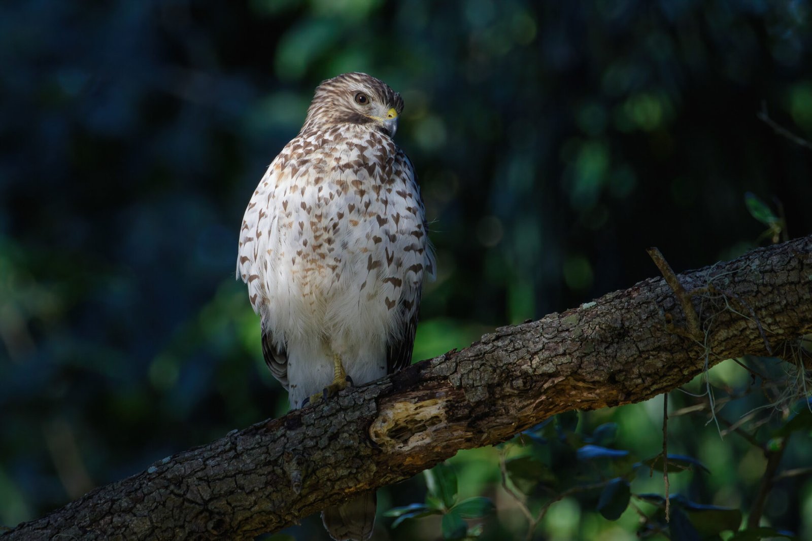 Young Red Shouldered Hawk Looking Down From Branch